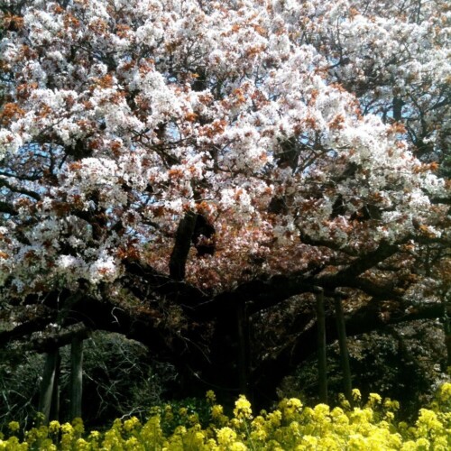 吉高の大桜
