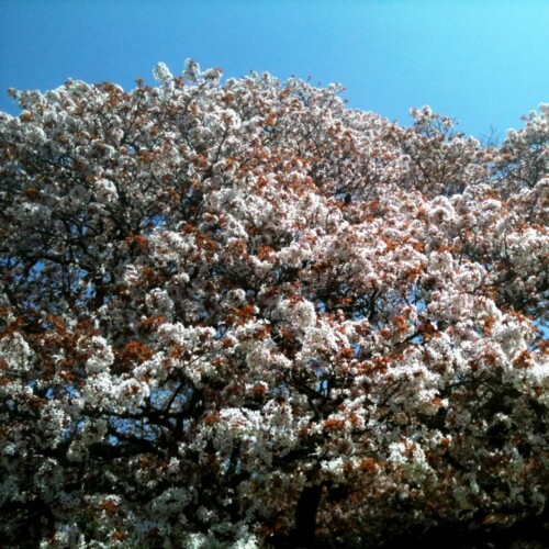 吉高の大桜