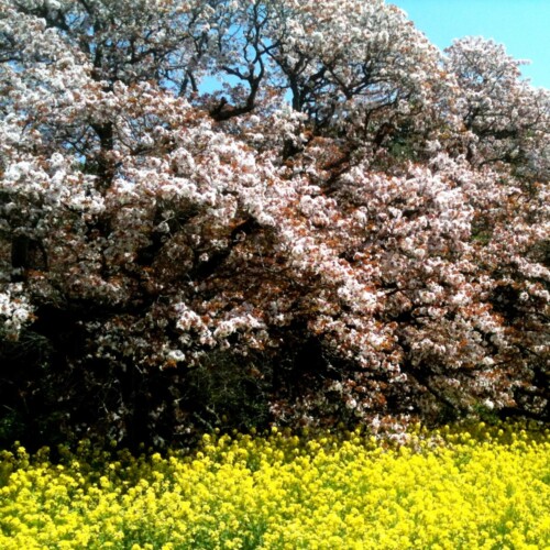 吉高の大桜