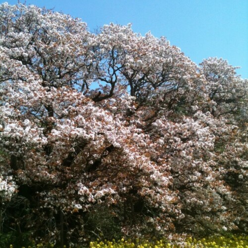 吉高の大桜