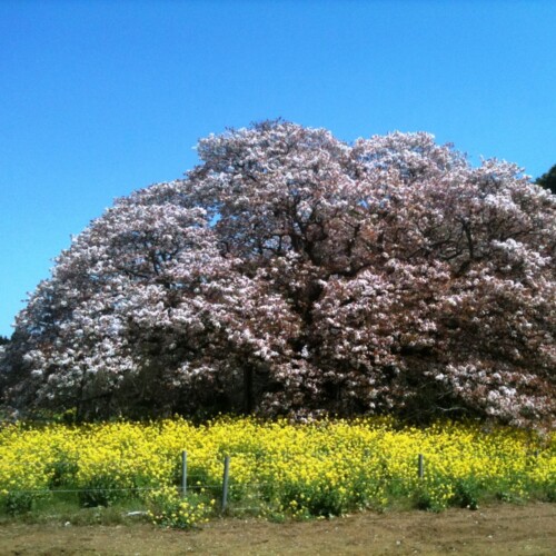 吉高の大桜
