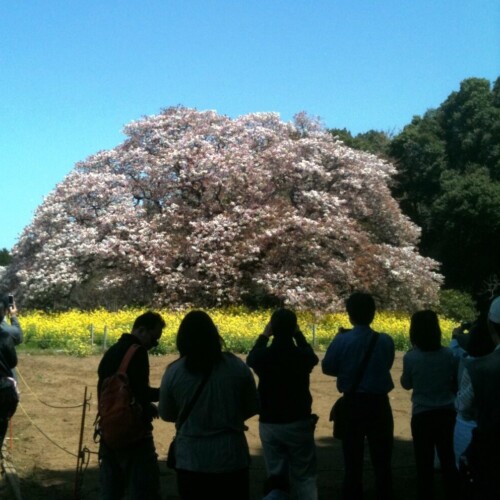 吉高の大桜