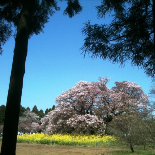 吉高の大桜