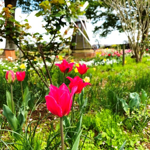 あけぼの山農業公園2021-4月