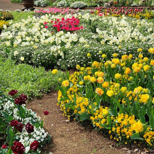 あけぼの山農業公園2021-4月