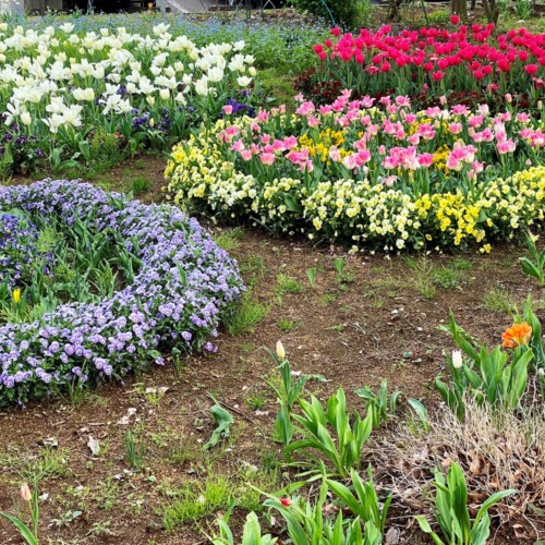 あけぼの山農業公園2021-4月