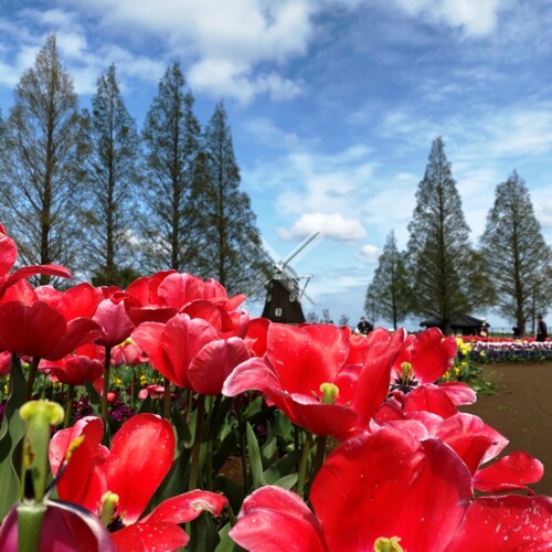 あけぼの山農業公園2021-4月