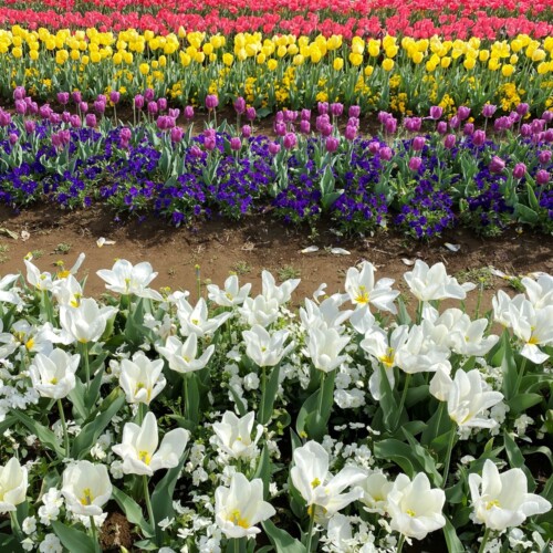 あけぼの山農業公園2021-4月