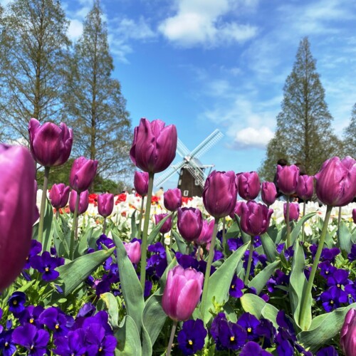 あけぼの山農業公園2021-4月