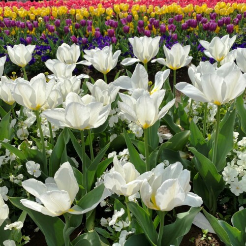 あけぼの山農業公園2021-4月
