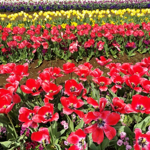 あけぼの山農業公園2021-4月