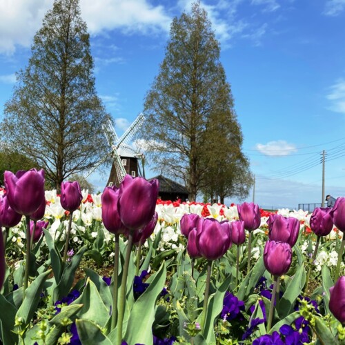 あけぼの山農業公園2021-4月