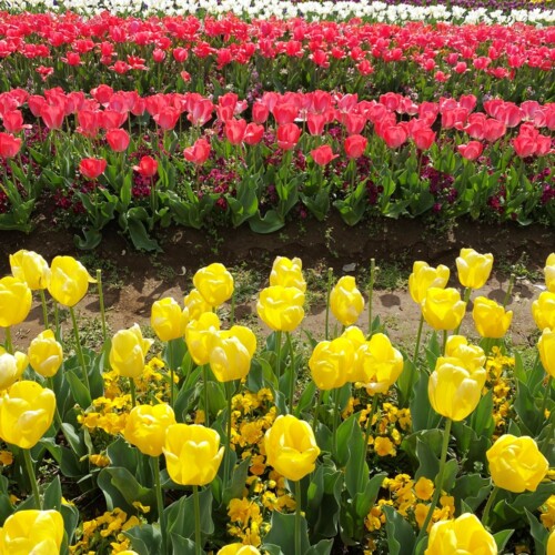 あけぼの山農業公園2021-4月