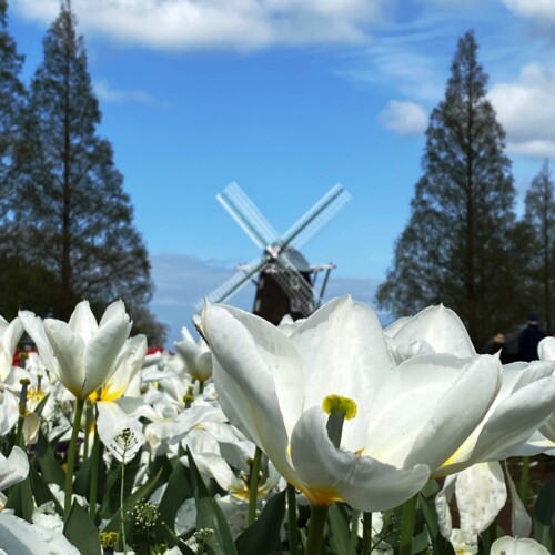 あけぼの山農業公園2021-4月