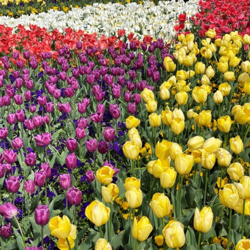 あけぼの山農業公園2021-4月