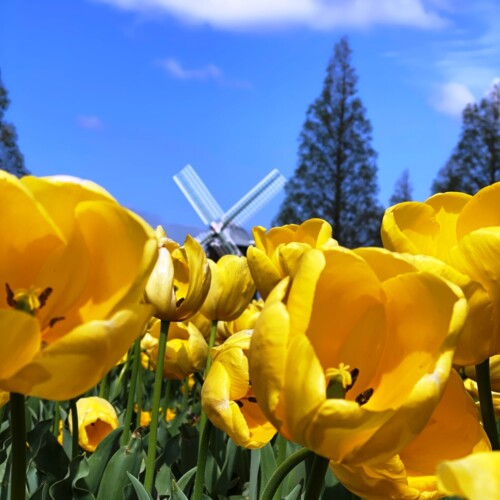 あけぼの山農業公園2021-4月