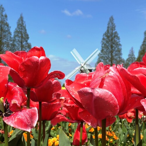 あけぼの山農業公園2021-4月
