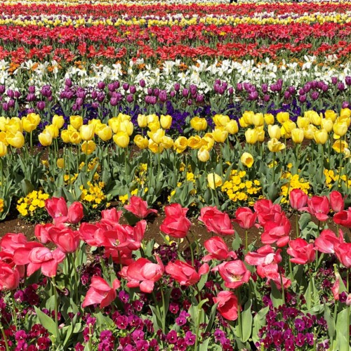 あけぼの山農業公園2021-4月