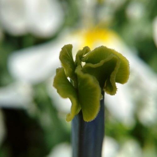 あけぼの山農業公園2021-4月