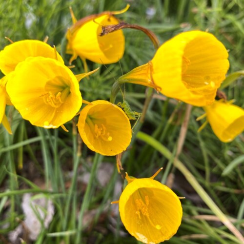 手賀沼草花
