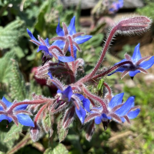 手賀沼草花