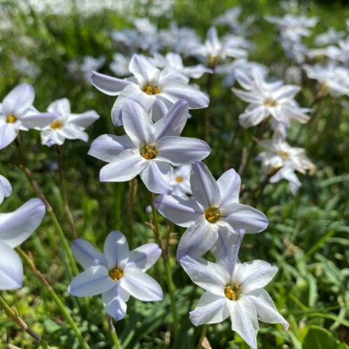 手賀沼草花