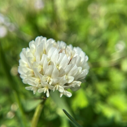 手賀沼草花
