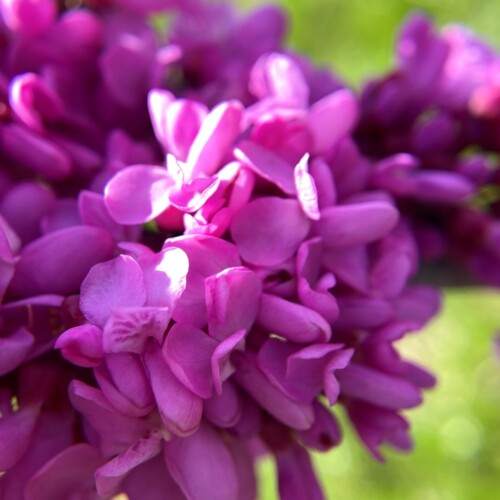 手賀沼草花