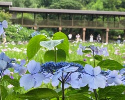 本土寺2021/6