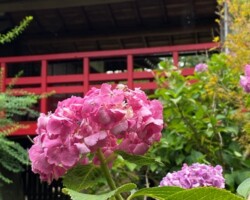 本土寺2021/6