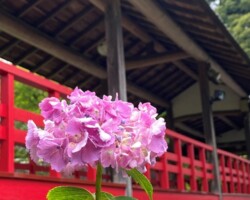 本土寺2021/6