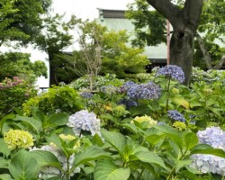 本土寺2021/6
