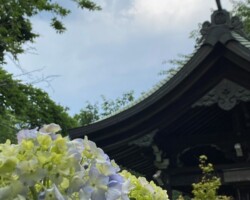 本土寺2021/6