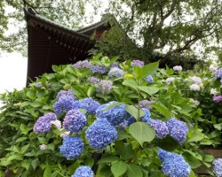 本土寺2021/6